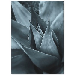 Постер "Агава"