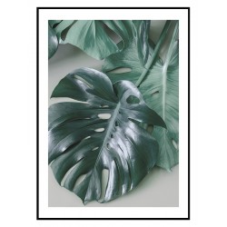 Постер "Monstera"