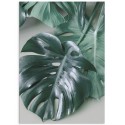 Постер "Monstera"