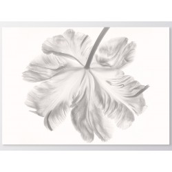 Постер "Тюльпан"