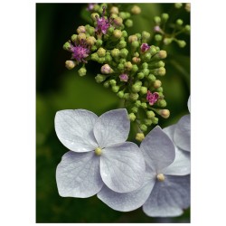 Комплект постеров "Greenery"