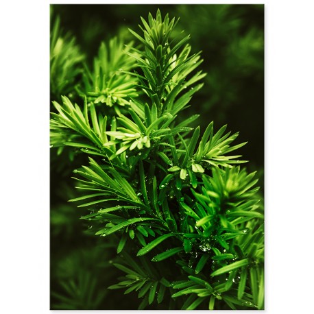 Комплект постеров "Greenery"