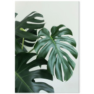 Комплект постеров "Monstera"