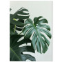 Комплект постеров "Monstera"