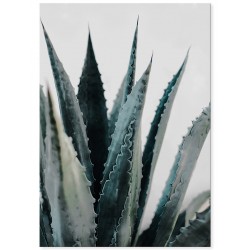 Комплект постеров "Palm"