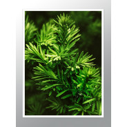 Комплект постерів в рамках "Greenery"