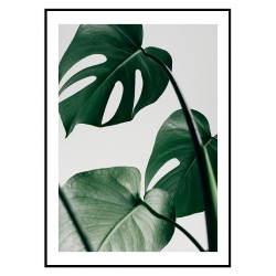 Комплект постеров в рамках "Monstera"