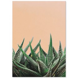 Постер "Хавортія смугаста"