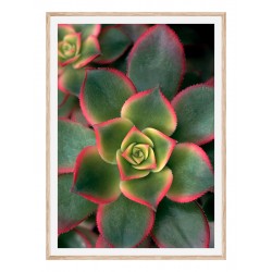 Постер "Succulents"