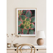 Постер "Succulents"