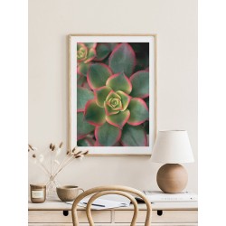 Постер "Succulents"