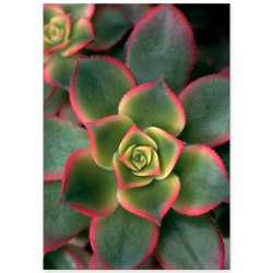 Постер "Succulents"