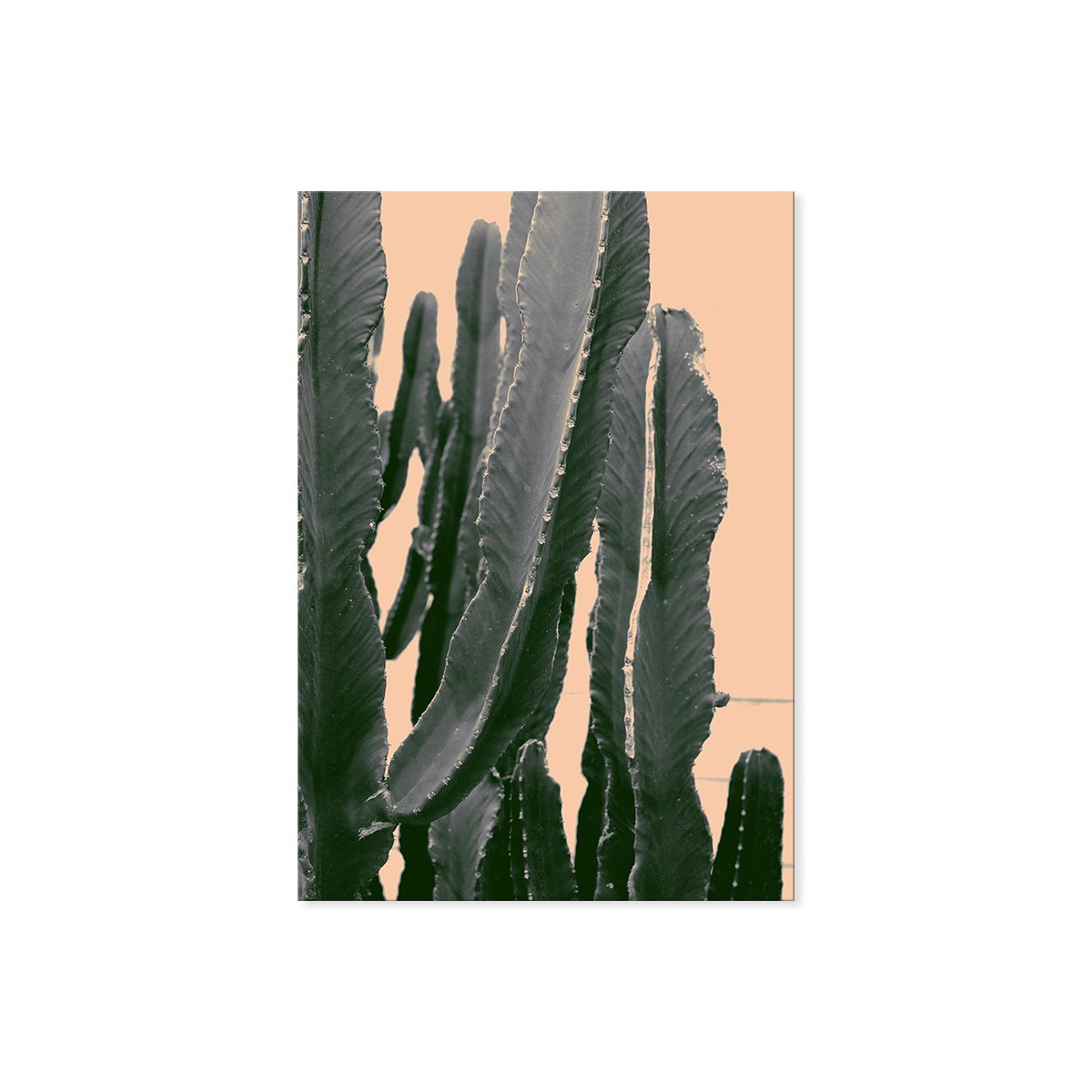 Постер "Euphorbia ingens"