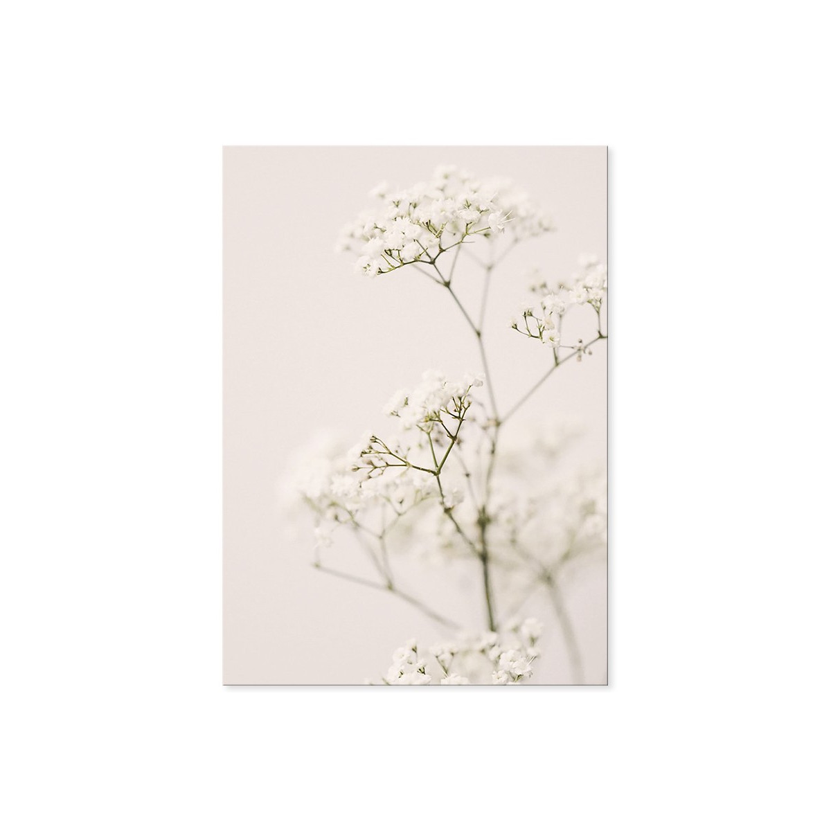 Постер "Meadow flower"