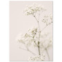 Постер "Meadow flower"