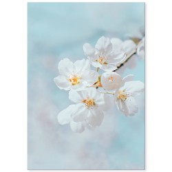 Постер "Вишневый цвет"