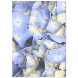 Постер "Гортензія"