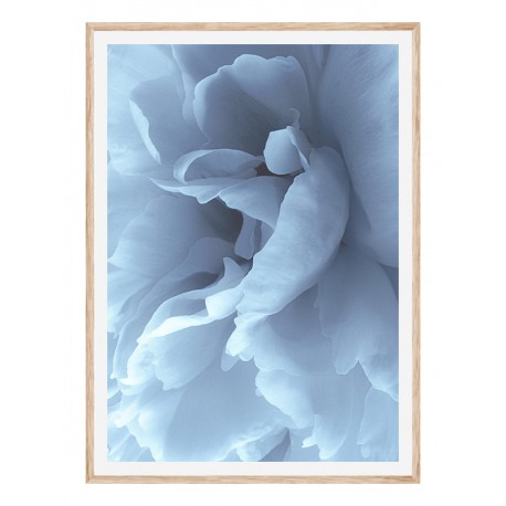 Постер "Peony"