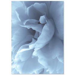Постер "Peony"