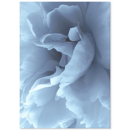Постер "Peony"