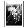 Постер "Phalaenopsis"
