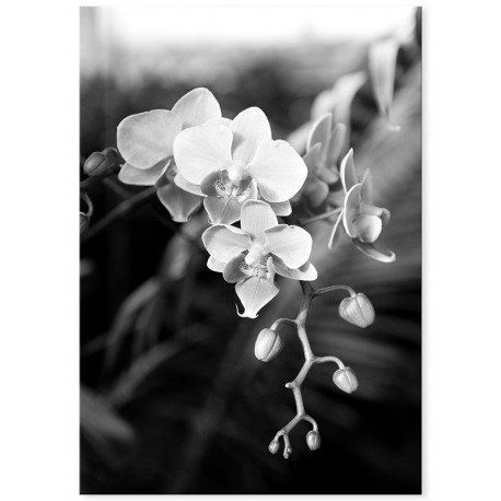 Постер "Phalaenopsis"