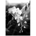Постер "Phalaenopsis"