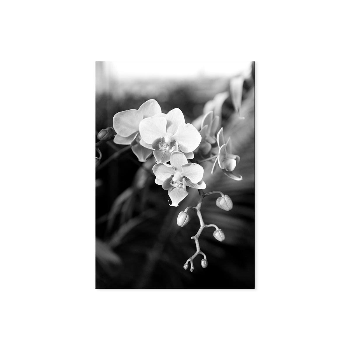 Постер "Phalaenopsis"