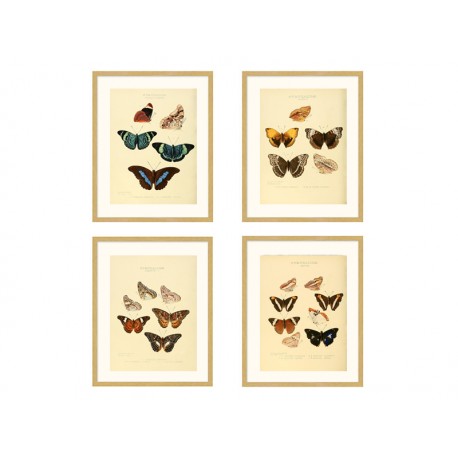 Комплект постеров в рамках "Botany. Butterflies"
