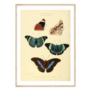 Комплект постеров в рамках "Botany. Butterflies"