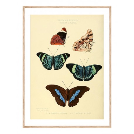Комплект постеров в рамках "Botany. Butterflies"