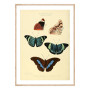 Комплект постеров в рамках "Botany. Butterflies"