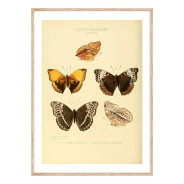 Комплект постеров в рамках "Botany. Butterflies"