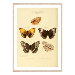 Комплект постеров в рамках "Botany. Butterflies"