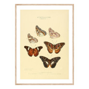 Комплект постеров в рамках "Botany. Butterflies"
