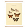 Комплект постеров в рамках "Botany. Butterflies"