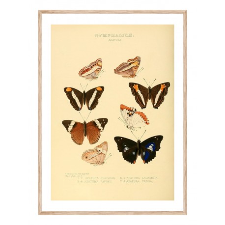 Комплект постеров в рамках "Botany. Butterflies"