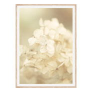 Постер "Hydrangea"