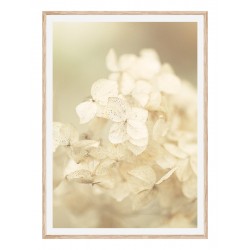 Постер "Hydrangea"