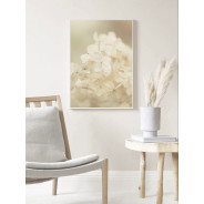 Постер "Hydrangea"
