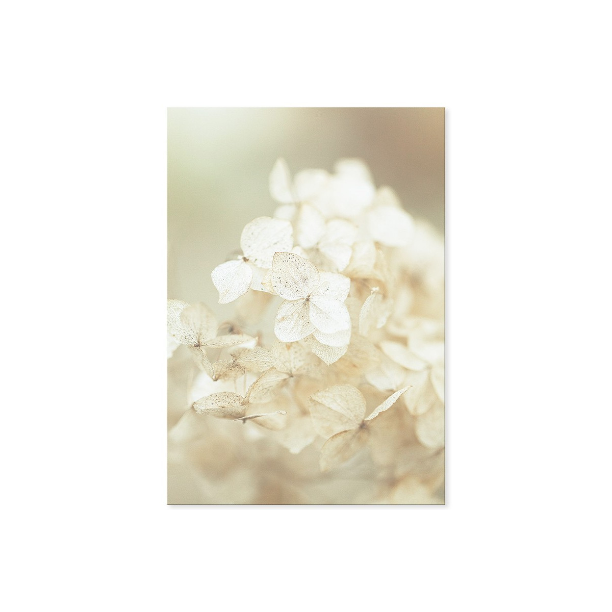 Постер "Hydrangea"