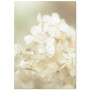 Постер "Hydrangea"