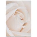 Постер "Rose"
