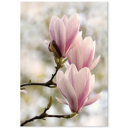 Постер "Магнолія"