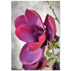 Комплект постерів "Magnolia"