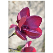 Комплект постерів "Magnolia"