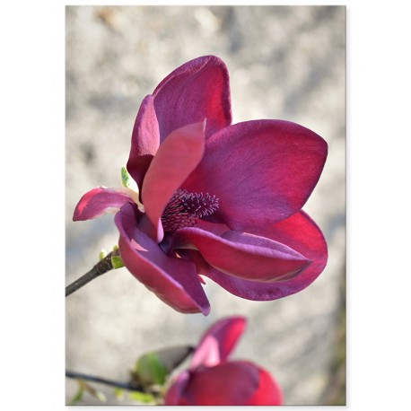 Комплект постерів "Magnolia"