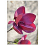 Комплект постерів "Magnolia"