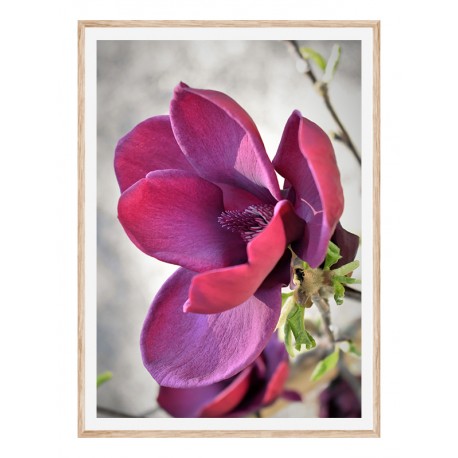 Комплект постеров в рамках "Magnolia"