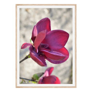 Комплект постеров в рамках "Magnolia"